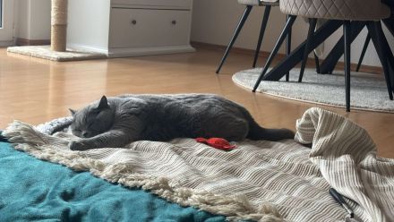 Liebe BKH-Dame sucht ruhiges Zuhause