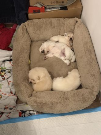 Wunderschöne Pomeranian / Zwergspitz Welpen aus Berlin