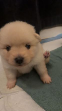 Wunderschöne Pomeranian / Zwergspitz Welpen aus Berlin