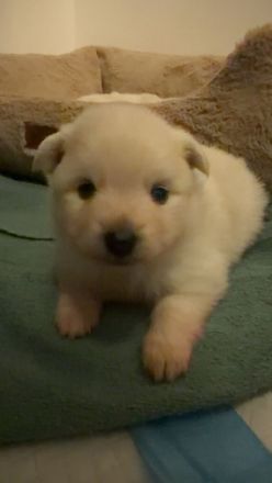 Wunderschöne Pomeranian / Zwergspitz Welpen aus Berlin