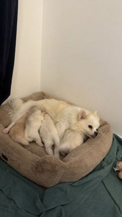Wunderschöne Pomeranian / Zwergspitz Welpen aus Berlin