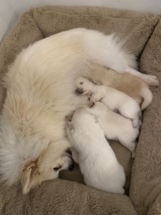 Wunderschöne Pomeranian / Zwergspitz Welpen aus Berlin