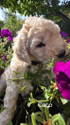 Goldendoodle F1b