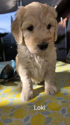 Goldendoodle F1b