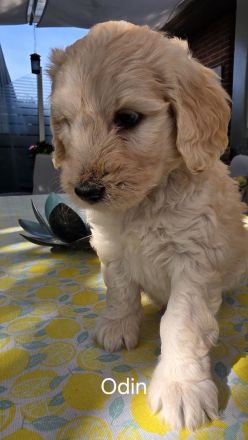 Goldendoodle F1b