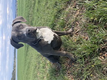 Unsere Hündin sucht ein liebevolles und passendes neues Zuhause. 🐾❤️