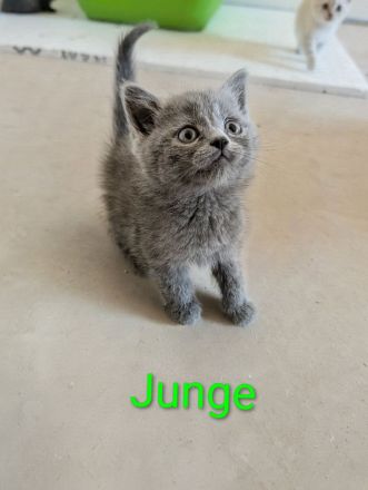 BKH Kitten Mix