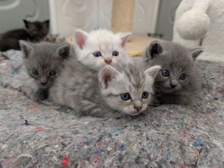 BKH Kitten Mix