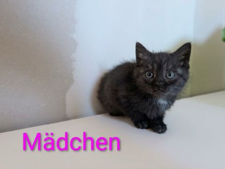 BKH Kitten Mix