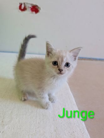 BKH Kitten Mix