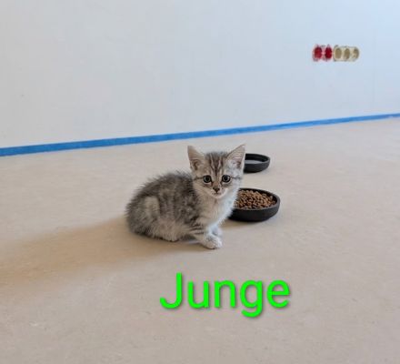 BKH Kitten Mix