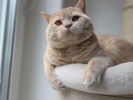 🐾 Balou von den Schneebärchen - BKH Kater - Internationaler Champion sucht sein Zuhause ❤️