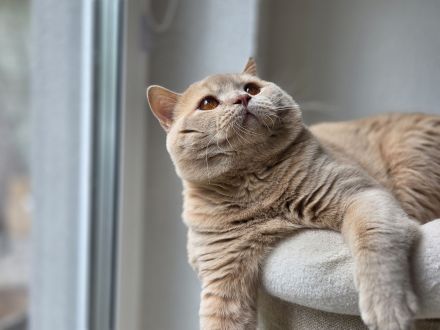 🐾 Balou von den Schneebärchen - BKH Kater - Internationaler Champion sucht sein Zuhause ❤️