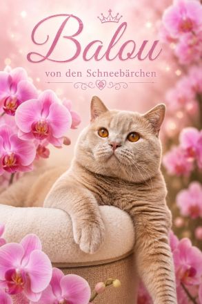 🐾 Balou von den Schneebärchen - BKH Kater - Internationaler Champion sucht sein Zuhause ❤️