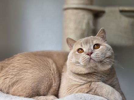 🐾 Balou von den Schneebärchen - BKH Kater - Internationaler Champion sucht sein Zuhause ❤️