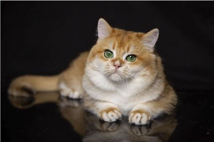BKH Deckkater mit Stammbaum black golden shell (Nr.12) Augen- tiefes smaragdgrün!