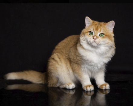 BKH Deckkater mit Stammbaum black golden shell (Nr.12) Augen- tiefes smaragdgrün!