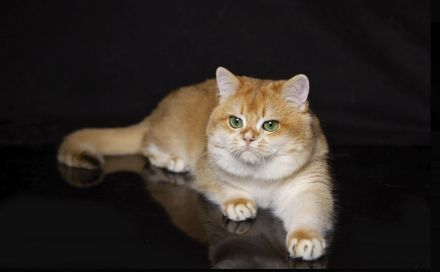 BKH Deckkater mit Stammbaum black golden shell (Nr.12) Augen- tiefes smaragdgrün!