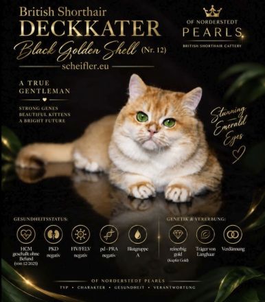 BKH Deckkater mit Stammbaum black golden shell (Nr.12) Augen- tiefes smaragdgrün!