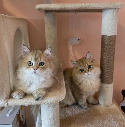 Süße Britisch Langhaar Kitten (BLH) – Golden Shaded (5 Monate)