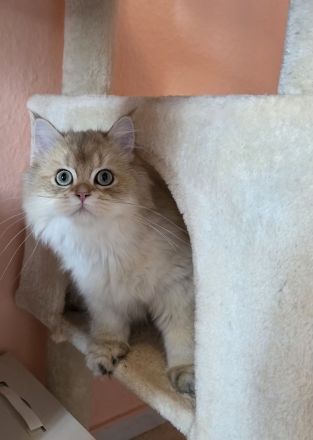 Süße Britisch Langhaar Kitten (BLH) – Golden Shaded (5 Monate)