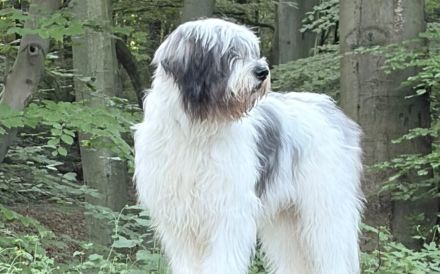 Wuschel Nilo sucht seine Familie