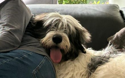 Wuschel Nilo sucht seine Familie