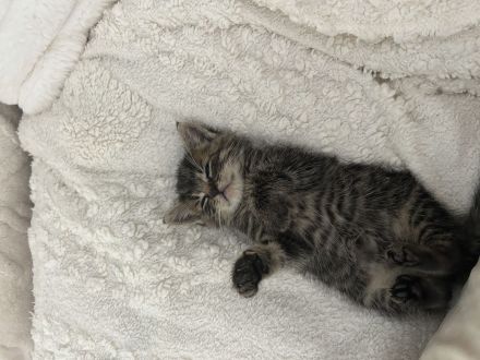 Kleiner Kater sucht liebevolles Zuhause