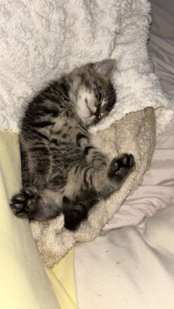 Kleiner Kater sucht liebevolles Zuhause