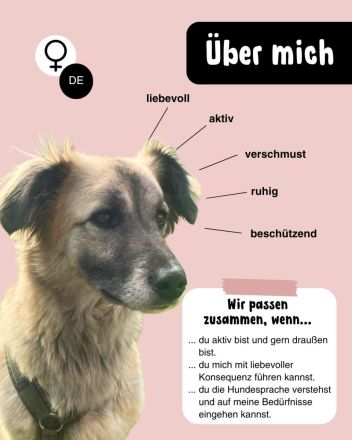 LOTTA - sucht ein erfahrenes Zuhause