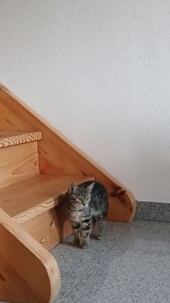Schwarz braune Kätzinn