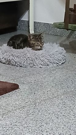 Schwarz braune Kätzinn