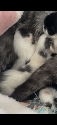 4 süße Kitten suchen liebevolles Zuhause