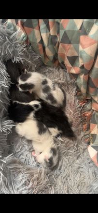 4 süße Kitten suchen liebevolles Zuhause