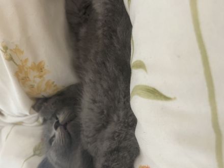 Zuckersüße BKH-Kitten bald auszugsbereit