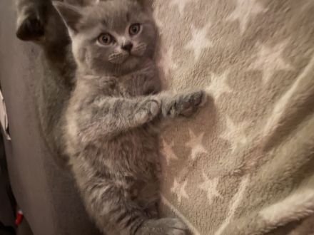 Zuckersüße BKH-Kitten bald auszugsbereit