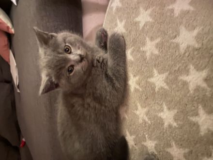 Zuckersüße BKH-Kitten bald auszugsbereit