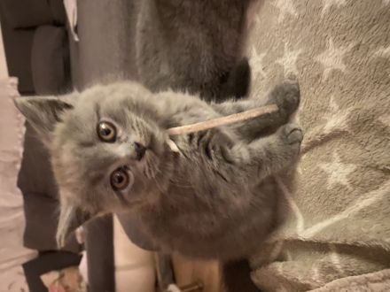 Zuckersüße BKH-Kitten bald auszugsbereit