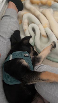 Liebevoller Welpe sucht sein Für-immer-Zuhause ❤️