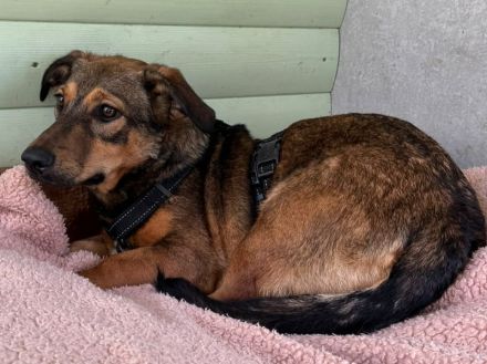 Maya, sensible Hündin wünscht sich eine bessere, sichere Zukunft in einem ruhigen Zuhause, 1J, 35cm