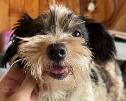 Peggy, wer teilt mit einer kleinen, neugierigen und verspielten Hündin seine Abenteuer? 1J, 18cm