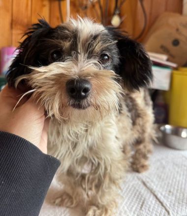 Peggy, wer teilt mit einer kleinen, neugierigen und verspielten Hündin seine Abenteuer? 1J, 18cm