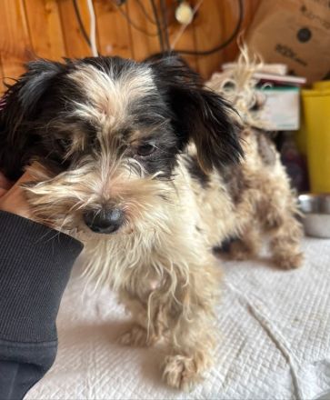 Peggy, wer teilt mit einer kleinen, neugierigen und verspielten Hündin seine Abenteuer? 1J, 18cm