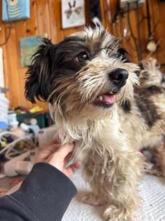 Peggy, wer teilt mit einer kleinen, neugierigen und verspielten Hündin seine Abenteuer? 1J, 18cm
