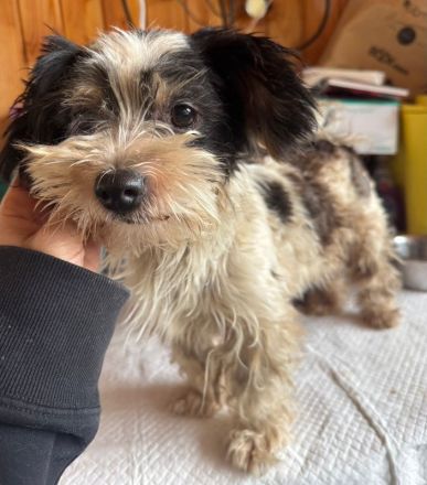 Peggy, wer teilt mit einer kleinen, neugierigen und verspielten Hündin seine Abenteuer? 1J, 18cm