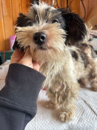 Peggy, wer teilt mit einer kleinen, neugierigen und verspielten Hündin seine Abenteuer? 1J, 18cm