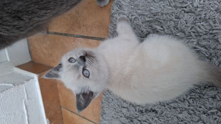 BKH kitten
