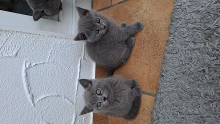 BKH kitten
