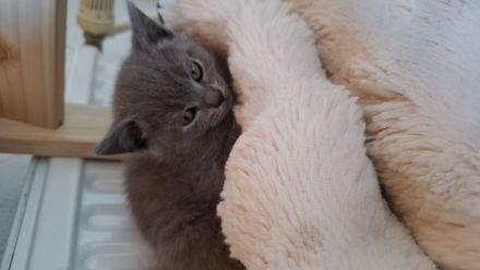 BKH kitten