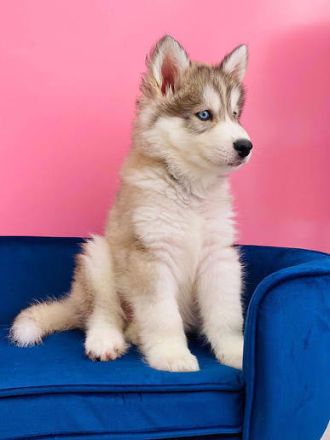 Siberian-Husky-Welpen